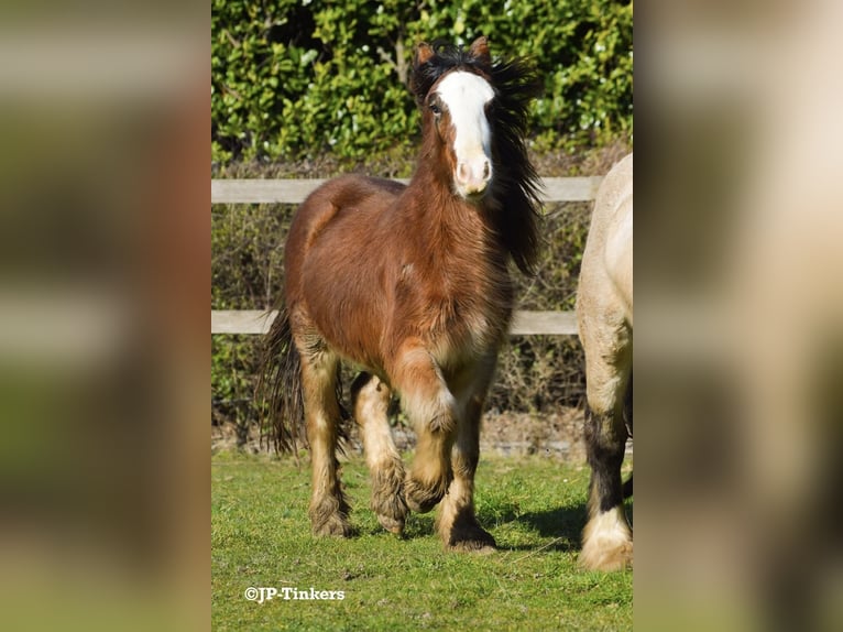 Cob Irlandese / Tinker / Gypsy Vanner Stallone 2 Anni 155 cm Baio in Hulsberg