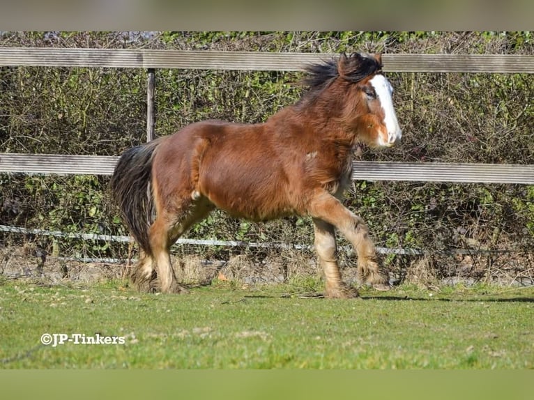 Cob Irlandese / Tinker / Gypsy Vanner Stallone 2 Anni 155 cm Baio in Hulsberg