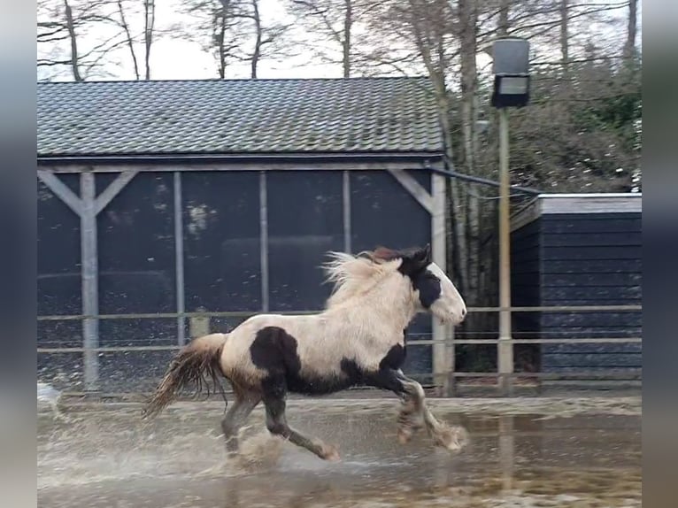 Cob Irlandese / Tinker / Gypsy Vanner Stallone 2 Anni 155 cm Tobiano-tutti i colori in Stieltjeskanaal