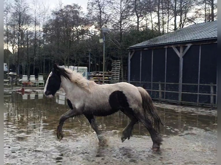 Cob Irlandese / Tinker / Gypsy Vanner Stallone 2 Anni 155 cm Tobiano-tutti i colori in Stieltjeskanaal