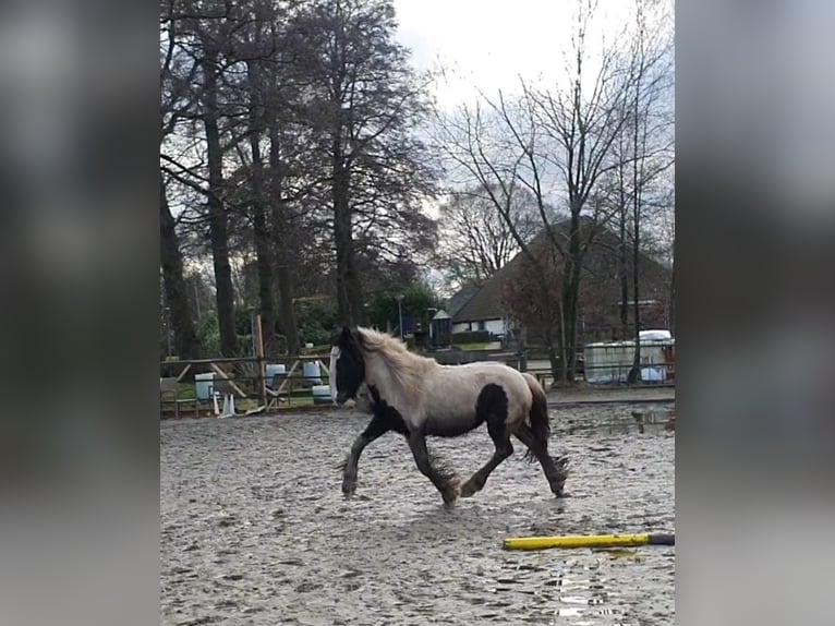 Cob Irlandese / Tinker / Gypsy Vanner Stallone 2 Anni 155 cm Tobiano-tutti i colori in Stieltjeskanaal