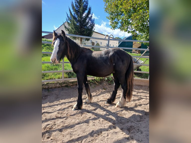 Cob Irlandese / Tinker / Gypsy Vanner Stallone 2 Anni Morello in Klecza Wlen