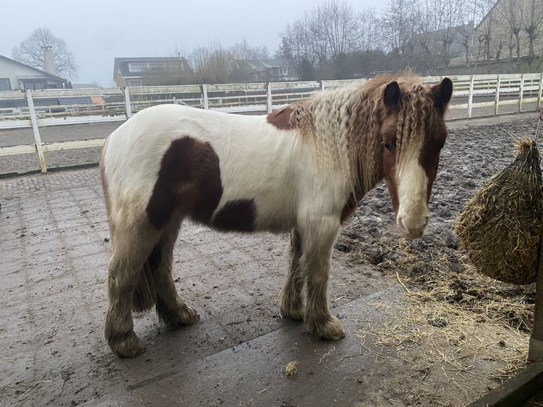 Cob Irlandese / Tinker / Gypsy Vanner Mix Stallone 3 Anni 125 cm Pezzato in Ter Aar