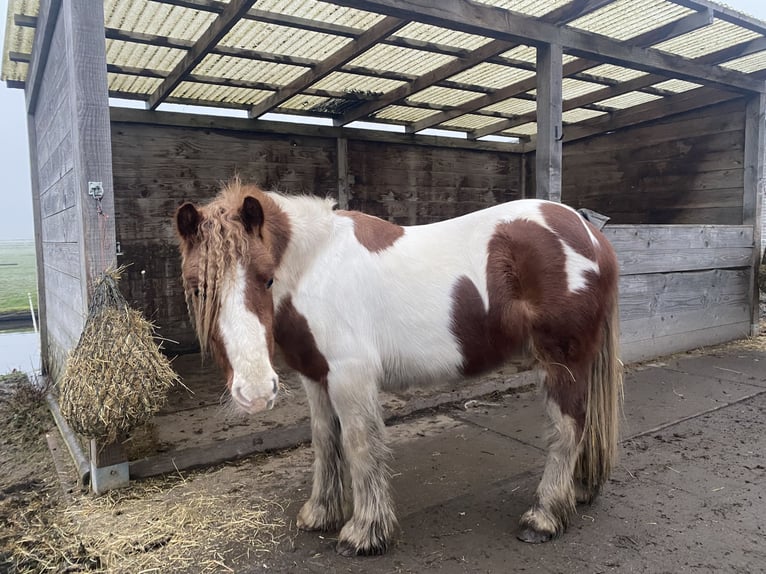 Cob Irlandese / Tinker / Gypsy Vanner Mix Stallone 3 Anni 125 cm Pezzato in Ter Aar