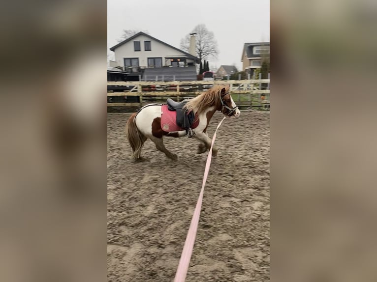 Cob Irlandese / Tinker / Gypsy Vanner Mix Stallone 3 Anni 125 cm Pezzato in Ter Aar