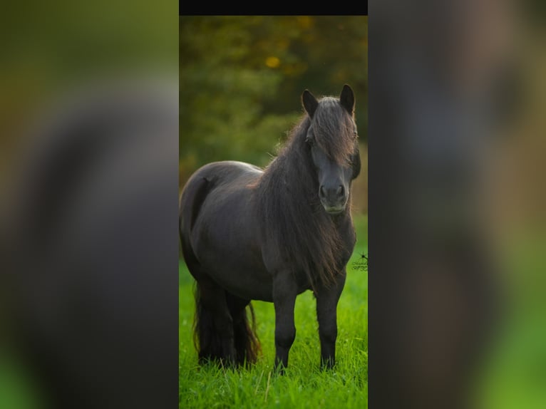 Cob Irlandese / Tinker / Gypsy Vanner Mix Stallone 3 Anni 125 cm Pezzato in Ter Aar