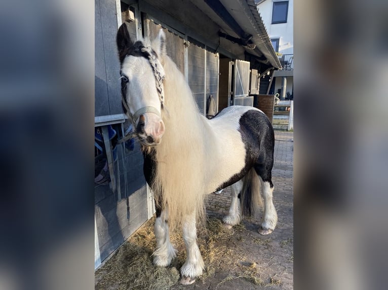 Cob Irlandese / Tinker / Gypsy Vanner Mix Stallone 3 Anni 125 cm Pezzato in Ter Aar