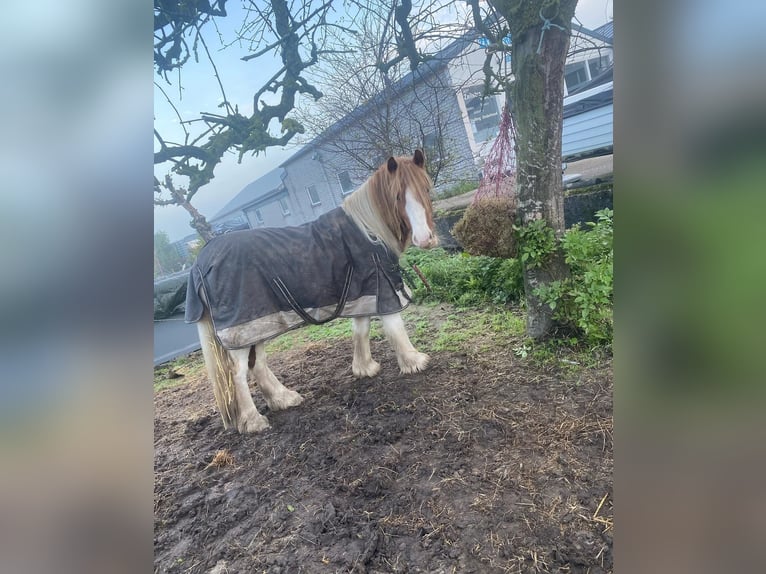 Cob Irlandese / Tinker / Gypsy Vanner Mix Stallone 3 Anni 125 cm Pezzato in Ter Aar