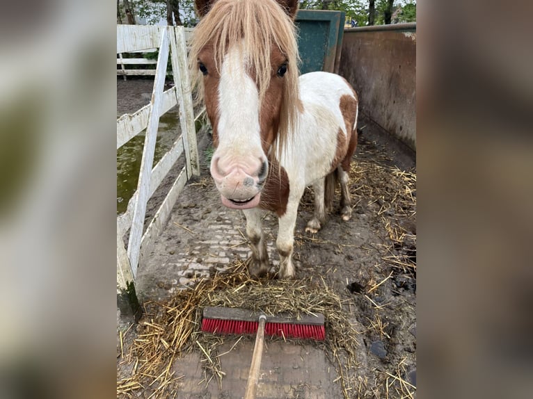 Cob Irlandese / Tinker / Gypsy Vanner Mix Stallone 3 Anni 125 cm Pezzato in Ter Aar