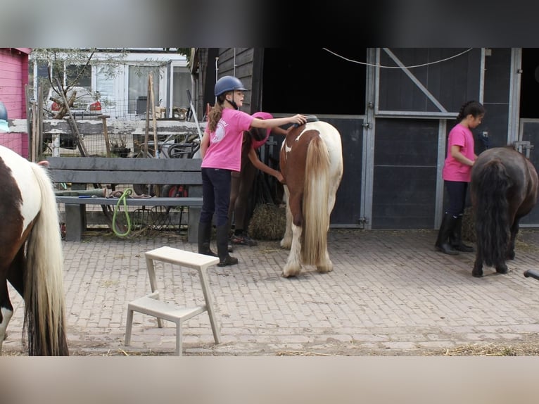 Cob Irlandese / Tinker / Gypsy Vanner Mix Stallone 3 Anni 125 cm Pezzato in Ter Aar