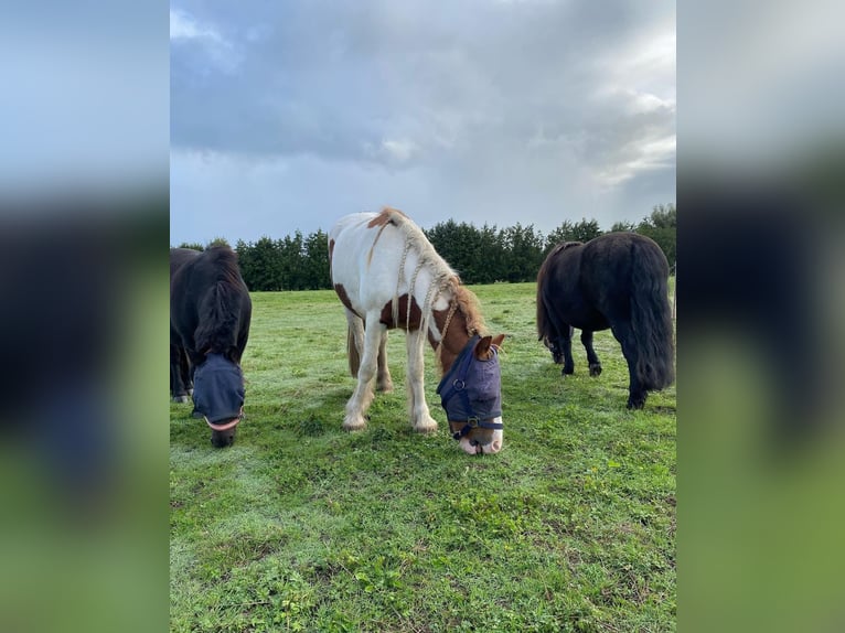 Cob Irlandese / Tinker / Gypsy Vanner Mix Stallone 3 Anni 125 cm Pezzato in Ter Aar