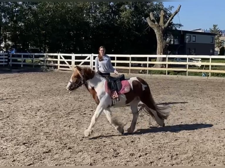 Cob Irlandese / Tinker / Gypsy Vanner Mix Stallone 3 Anni 125 cm Pezzato in Ter Aar