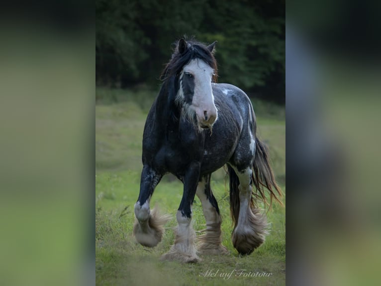 Cob Irlandese / Tinker / Gypsy Vanner Stallone 3 Anni 133 cm Roano blu in Bad Salzdetfurth