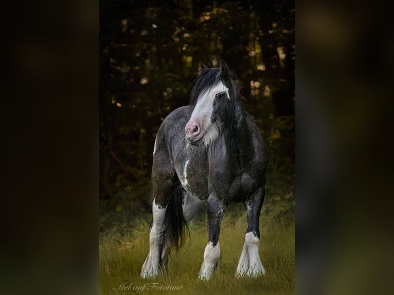 Cob Irlandese / Tinker / Gypsy Vanner Stallone 3 Anni 133 cm Roano blu in Bad Salzdetfurth