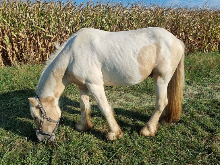 Cob Irlandese / Tinker / Gypsy Vanner Stallone 3 Anni 138 cm Palomino in Buhl