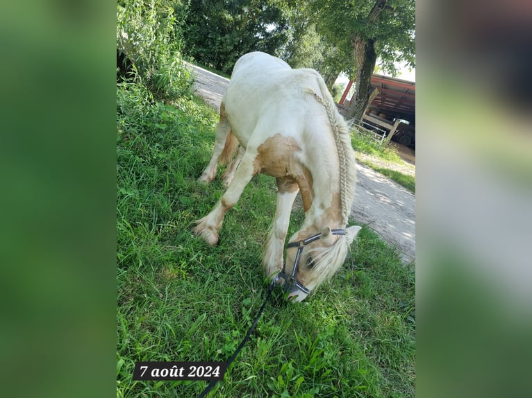 Cob Irlandese / Tinker / Gypsy Vanner Stallone 3 Anni 138 cm Palomino in Buhl