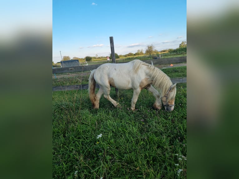 Cob Irlandese / Tinker / Gypsy Vanner Stallone 3 Anni 138 cm Palomino in Buhl