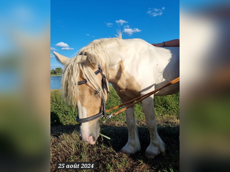 Cob Irlandese / Tinker / Gypsy Vanner Stallone 3 Anni 138 cm Palomino in Buhl