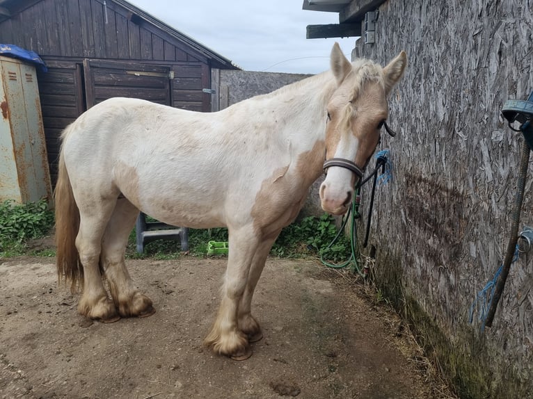 Cob Irlandese / Tinker / Gypsy Vanner Stallone 3 Anni 138 cm Palomino in Mothern