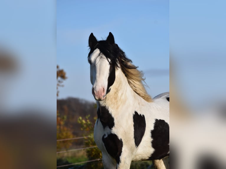 Cob Irlandese / Tinker / Gypsy Vanner Stallone 3 Anni 145 cm Pezzato in Legden