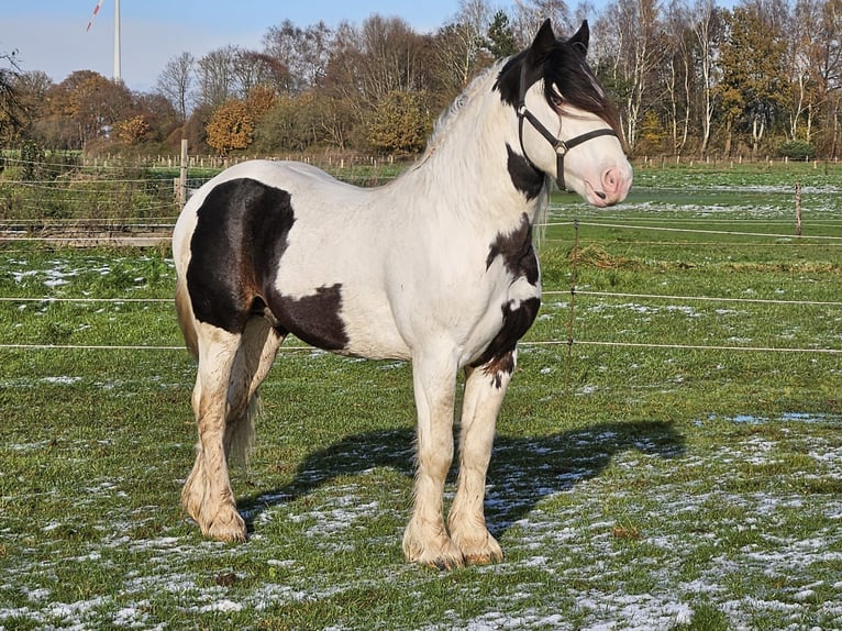 Cob Irlandese / Tinker / Gypsy Vanner Stallone 3 Anni 145 cm Pezzato in Legden