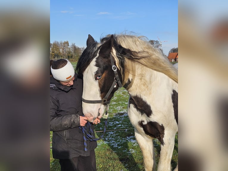 Cob Irlandese / Tinker / Gypsy Vanner Stallone 3 Anni 145 cm Pezzato in Legden