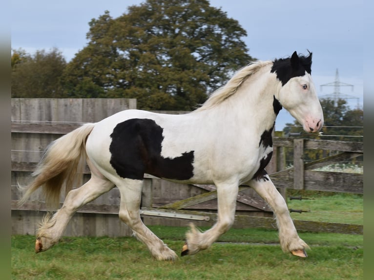 Cob Irlandese / Tinker / Gypsy Vanner Stallone 3 Anni 145 cm Pezzato in Legden