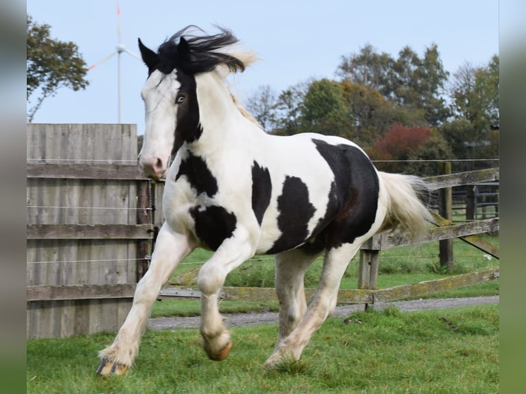 Cob Irlandese / Tinker / Gypsy Vanner Stallone 3 Anni 145 cm Pezzato in Legden