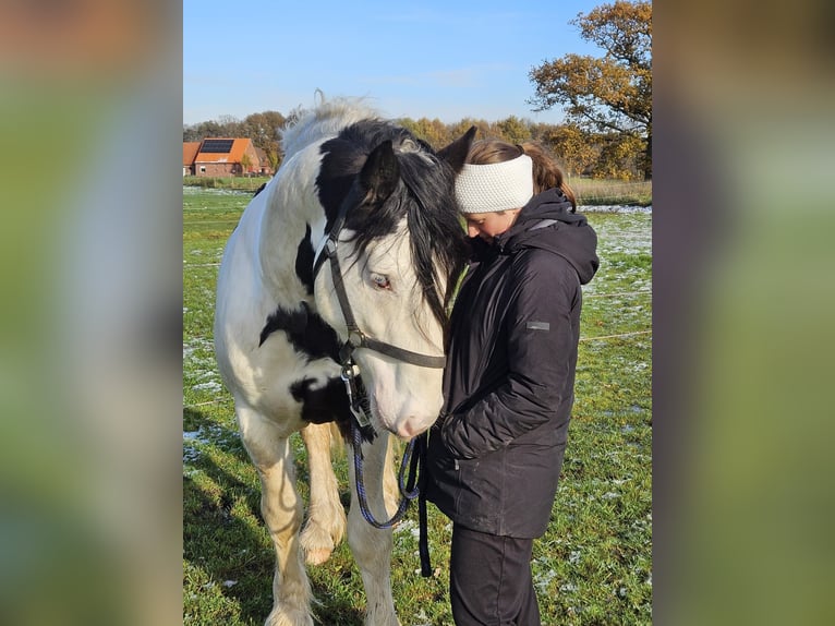 Cob Irlandese / Tinker / Gypsy Vanner Stallone 3 Anni 145 cm Pezzato in Legden