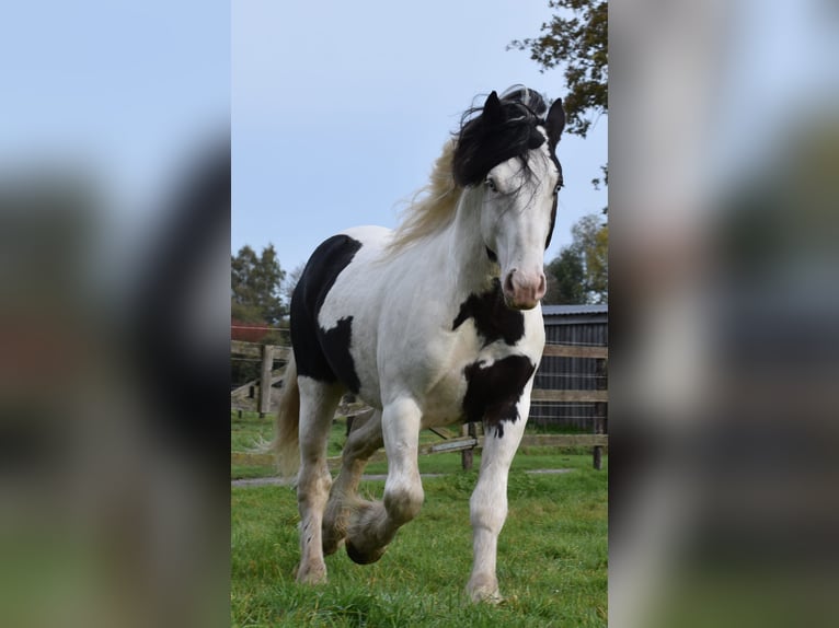 Cob Irlandese / Tinker / Gypsy Vanner Stallone 3 Anni 145 cm Pezzato in Legden