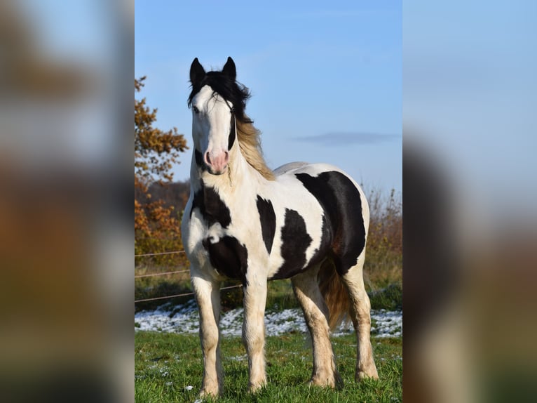 Cob Irlandese / Tinker / Gypsy Vanner Stallone 3 Anni 145 cm Pezzato in Legden