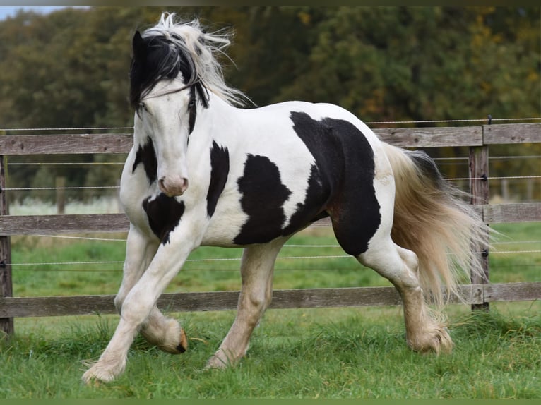 Cob Irlandese / Tinker / Gypsy Vanner Stallone 3 Anni 145 cm Pezzato in Legden