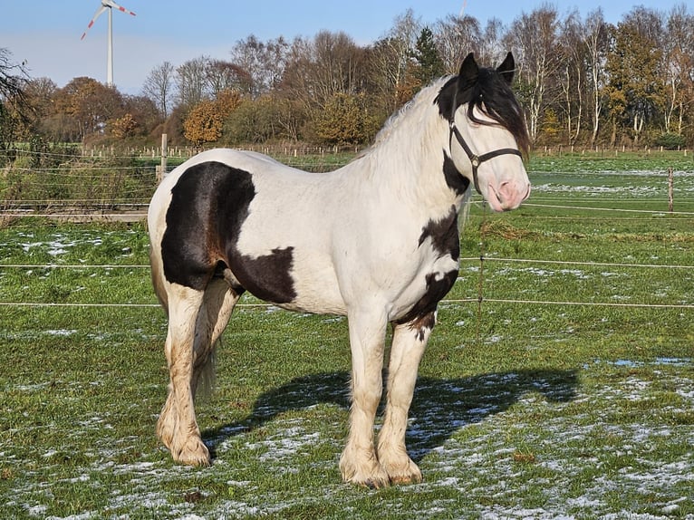 Cob Irlandese / Tinker / Gypsy Vanner Stallone 3 Anni 145 cm Pezzato in Legden