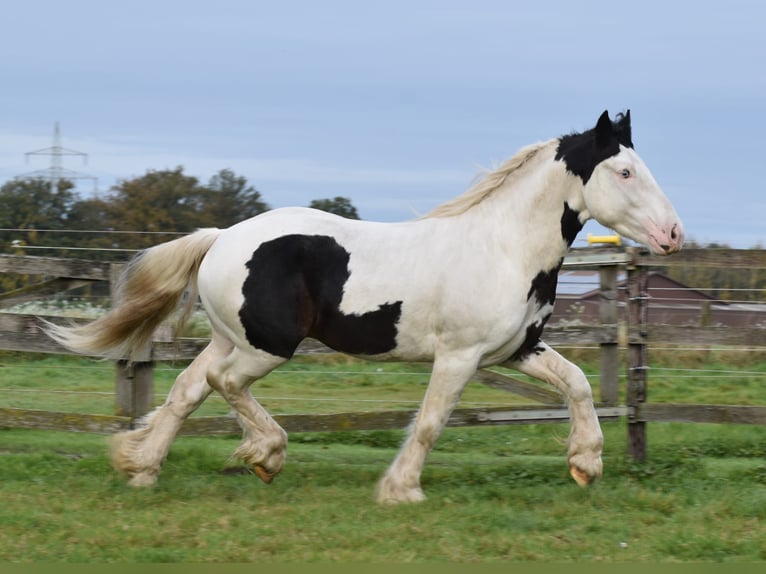 Cob Irlandese / Tinker / Gypsy Vanner Stallone 3 Anni 145 cm Pezzato in Legden