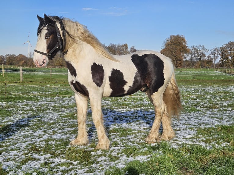 Cob Irlandese / Tinker / Gypsy Vanner Stallone 3 Anni 145 cm Pezzato in Legden