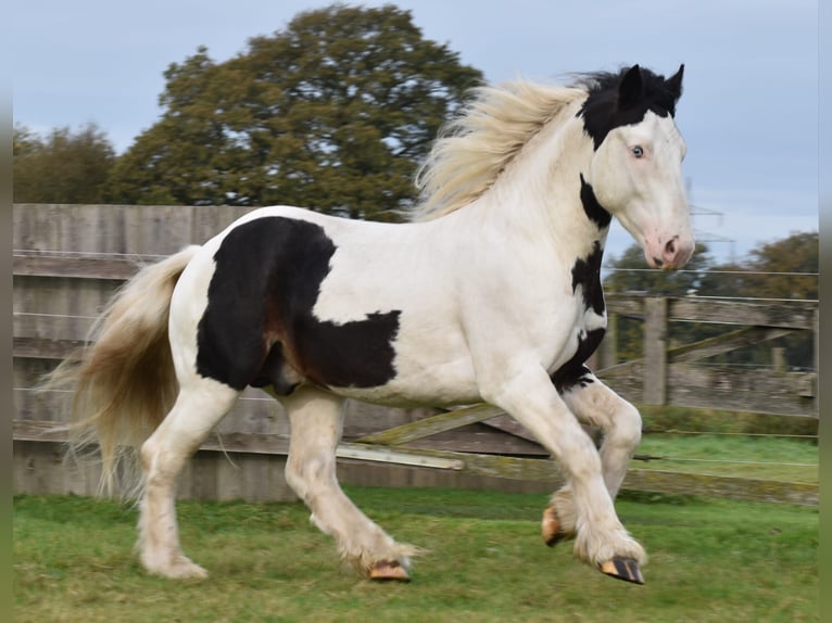 Cob Irlandese / Tinker / Gypsy Vanner Stallone 3 Anni 145 cm Pezzato in Legden