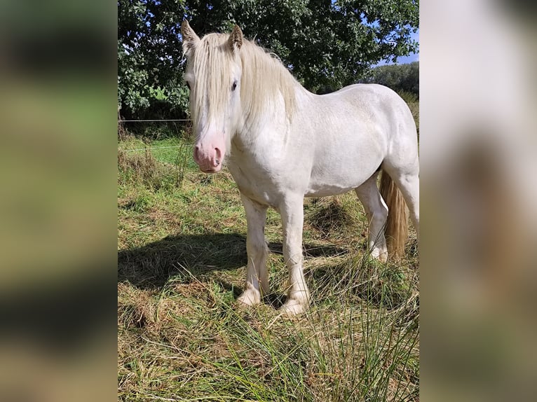 Cob Irlandese / Tinker / Gypsy Vanner Stallone 3 Anni 145 cm Sabino in Hanstedt