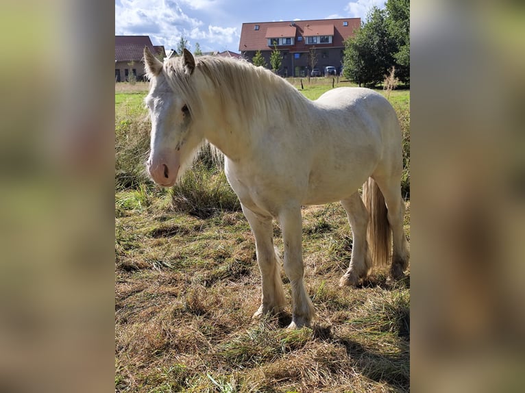 Cob Irlandese / Tinker / Gypsy Vanner Stallone 3 Anni 145 cm Sabino in Hanstedt