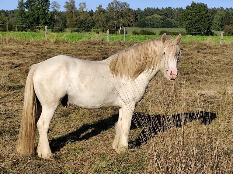 Cob Irlandese / Tinker / Gypsy Vanner Stallone 3 Anni 145 cm Sabino in Hanstedt