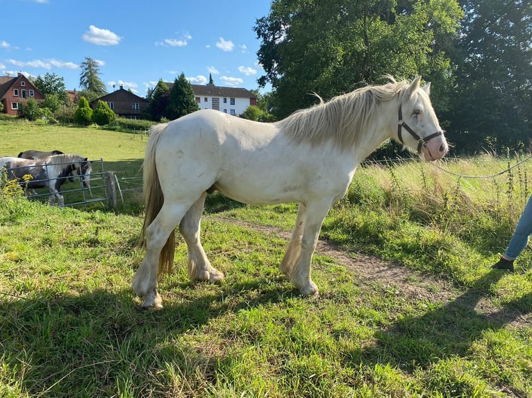 Cob Irlandese / Tinker / Gypsy Vanner Stallone 3 Anni 145 cm Sabino in Hanstedt