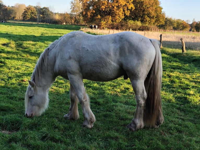 Cob Irlandese / Tinker / Gypsy Vanner Stallone 3 Anni 145 cm Sabino in Hanstedt