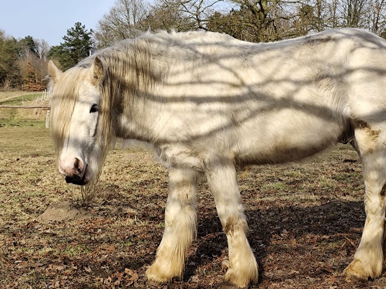 Cob Irlandese / Tinker / Gypsy Vanner Stallone 3 Anni 145 cm Sabino in Hanstedt