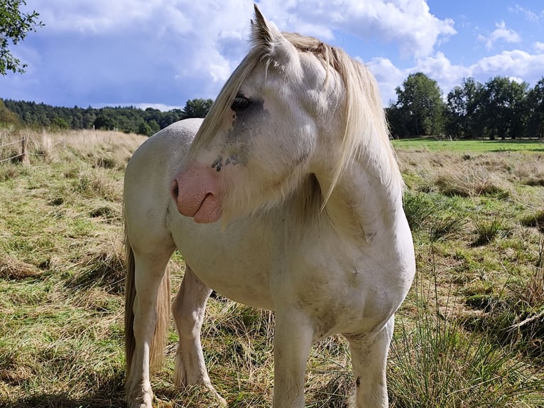 Cob Irlandese / Tinker / Gypsy Vanner Stallone 3 Anni 145 cm Sabino in Hanstedt