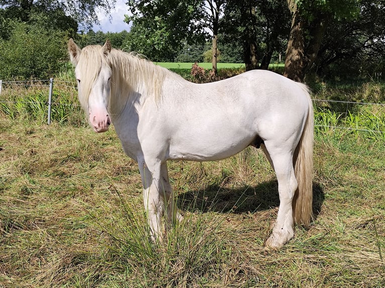 Cob Irlandese / Tinker / Gypsy Vanner Stallone 3 Anni 145 cm Sabino in Hanstedt