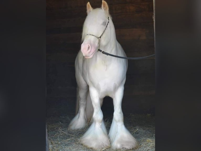 Cob Irlandese / Tinker / Gypsy Vanner Stallone 3 Anni 145 cm Sabino in Hanstedt