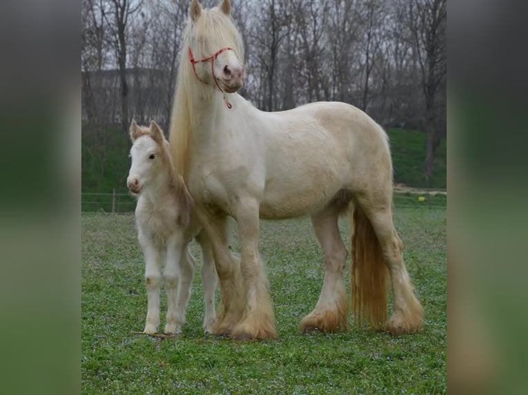 Cob Irlandese / Tinker / Gypsy Vanner Stallone 3 Anni 145 cm Sabino in Hanstedt