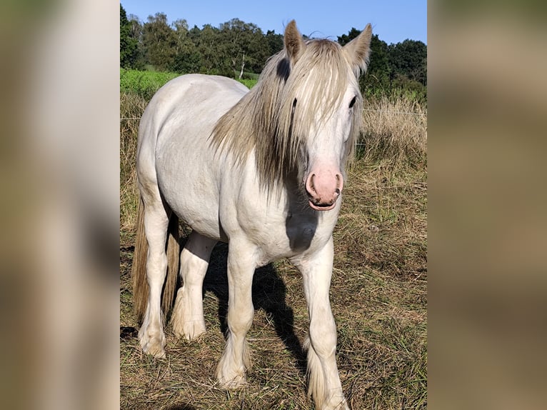 Cob Irlandese / Tinker / Gypsy Vanner Stallone 3 Anni 145 cm Sabino in Hanstedt