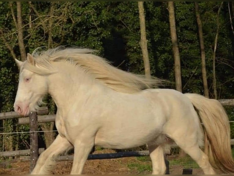 Cob Irlandese / Tinker / Gypsy Vanner Stallone 3 Anni 145 cm Sabino in Hanstedt