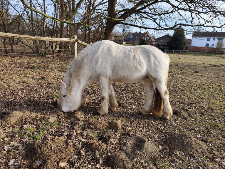 Cob Irlandese / Tinker / Gypsy Vanner Stallone 3 Anni 145 cm Sabino in Hanstedt