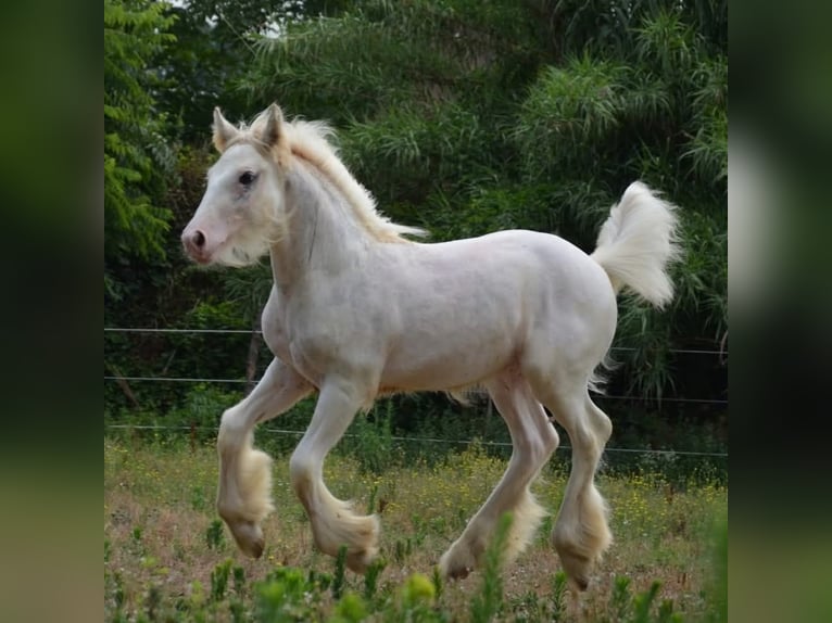 Cob Irlandese / Tinker / Gypsy Vanner Stallone 3 Anni 145 cm Sabino in Hanstedt